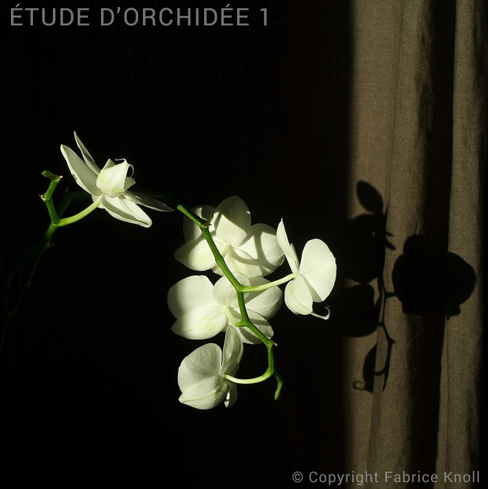 059-etude-dorchidée-1