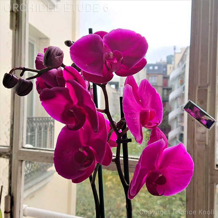 239-orchidee-etude-6