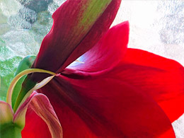 Amaryllis Splendour