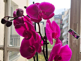 Orchidée étude 6